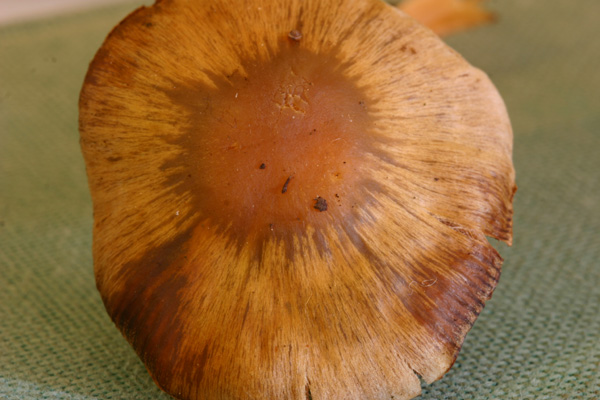 Cortinarius vernus